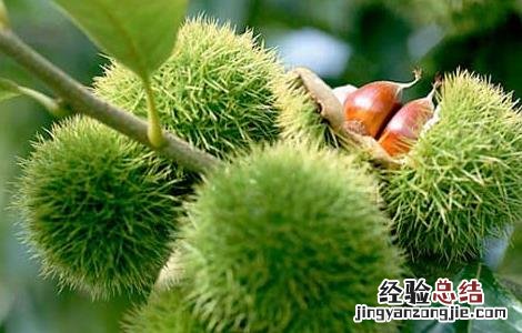板栗怎么去皮快 板栗怎么去皮快速