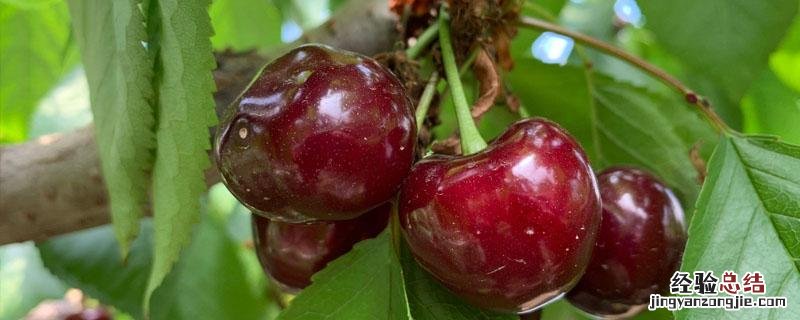 樱桃树上复合微生物菌剂好吗 微生物菌剂樱桃树使用方法