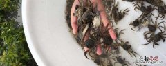 蟹苗下塘上岸什么原因 蟹苗白天上岸是什么原因