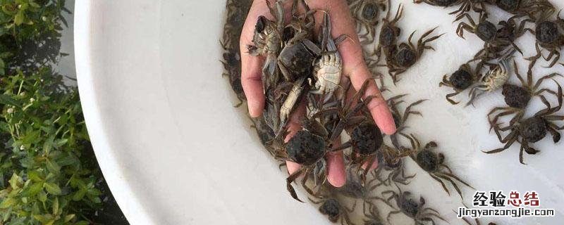 蟹苗下塘上岸什么原因 蟹苗白天上岸是什么原因