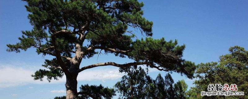 怎样选择马尾松造林地 家里栽马尾松树好不好