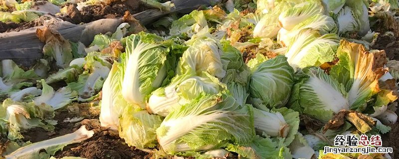 烂菜叶和果皮怎么做成营养土 烂菜叶和果皮怎么做成肥料