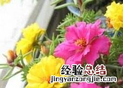 重瓣太阳花的种植方法和注意事项 重瓣太阳花的种植方法和注意事项视频