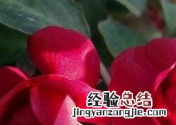 重瓣小凤仙花怎么养活 重瓣小凤仙花怎么养