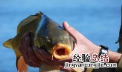 春季多少度适合钓鲤鱼呢 春季多少度适合钓鲤鱼