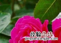 月季花如何种植 月季花如何种植盆栽