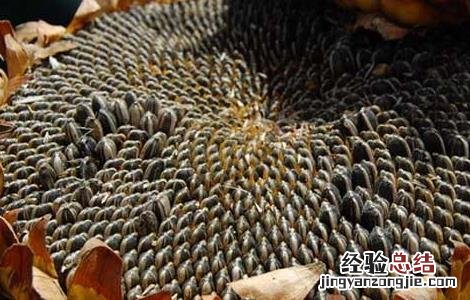 常吃坚果的好处有哪些 坚果的好处有哪些 每天吃坚果的好处