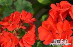 天竺葵有毒吗 天竺葵有毒吗家里能养吗