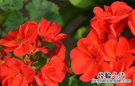 天竺葵有毒吗 天竺葵有毒吗家里能养吗