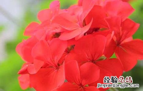 天竺葵有毒吗 天竺葵有毒吗家里能养吗