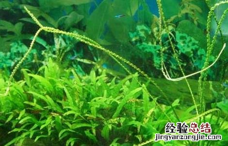 水草鱼缸造景的一些常见方法 水草鱼缸造景的一些常见方法视频