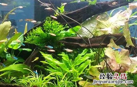 水草鱼缸造景的一些常见方法 水草鱼缸造景的一些常见方法视频