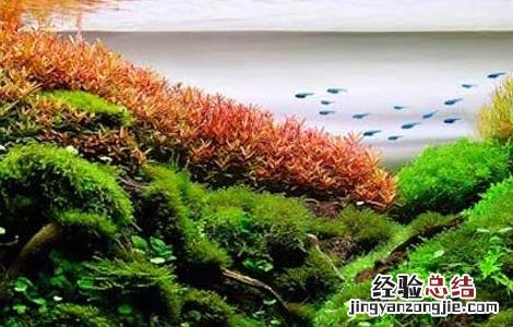 水草鱼缸造景的一些常见方法 水草鱼缸造景的一些常见方法视频