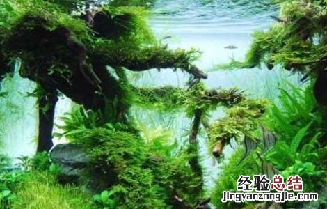 水草鱼缸造景的一些常见方法 水草鱼缸造景的一些常见方法视频