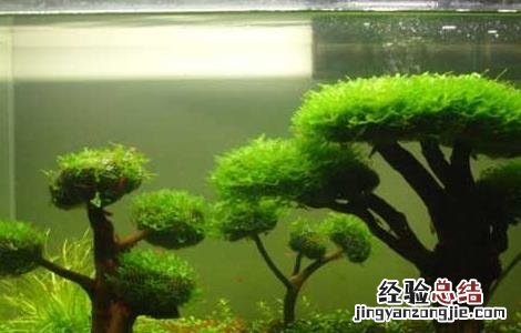 鱼缸造景基础知识 鱼缸造景必知的几个小知识