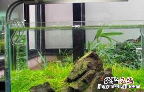 鱼缸造景基础知识 鱼缸造景必知的几个小知识