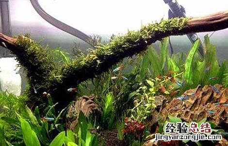 鱼缸造景基础知识 鱼缸造景必知的几个小知识