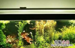 鱼缸造景基础知识 鱼缸造景必知的几个小知识