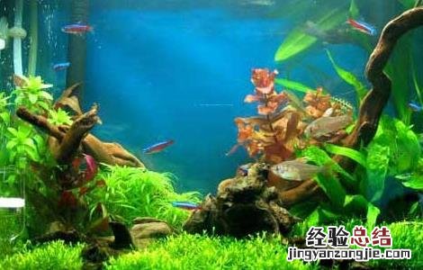 鱼缸造景基础知识 鱼缸造景必知的几个小知识