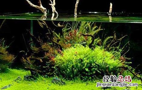 鱼缸造景基础知识 鱼缸造景必知的几个小知识
