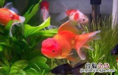 家庭养鱼招财鱼养几条最好 养鱼养几条好招财