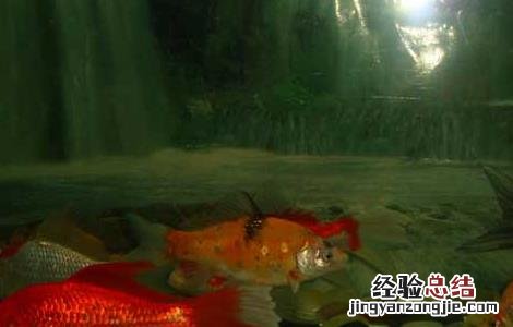 家庭养鱼招财鱼养几条最好 养鱼养几条好招财