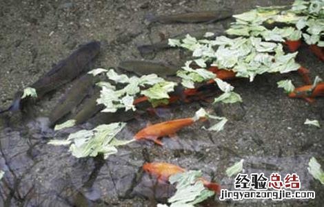 家庭养鱼招财鱼养几条最好 养鱼养几条好招财