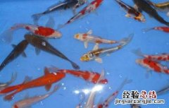 九纹龙锦鲤属于 九纹龙锦鲤和白泻的区别