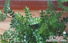 养清香木有什么好处 养清香木有什么好处请问一下