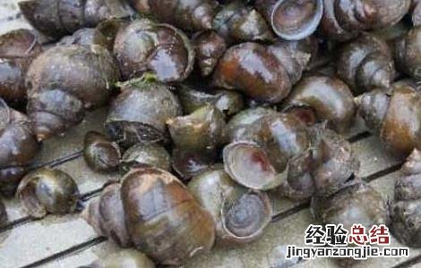 家养福寿螺能吃吗 福寿螺能吃吗