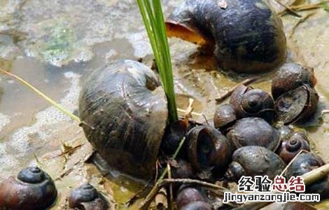 家养福寿螺能吃吗 福寿螺能吃吗