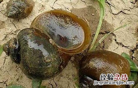 家养福寿螺能吃吗 福寿螺能吃吗