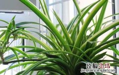 金边吊兰有什么作用和功效 金边吊兰有什么作用