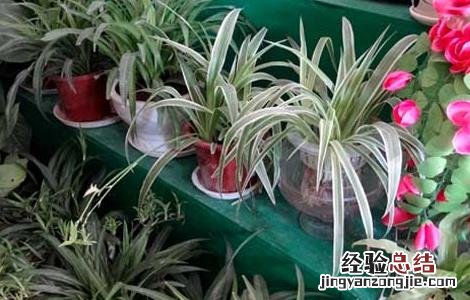 金边吊兰有什么作用和功效 金边吊兰有什么作用