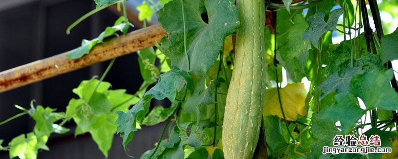 春季丝瓜种植时间及技术要点 早春丝瓜种植时间