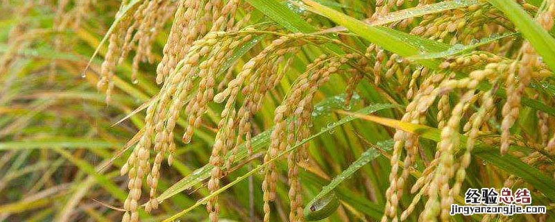 黑龙江粮食产量占全国多少 黑龙江粮食产量占全国