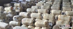 空置房子可以种植蘑菇吗 闲置的空房子养殖蘑菇