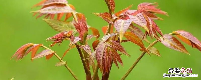香椿苗生吃还是熟吃 香椿苗是生吃吗