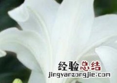 百合花如何养殖 百合花如何养殖视频