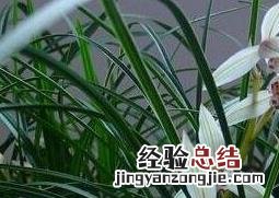 竹兰花如何养 竹兰花如何养殖