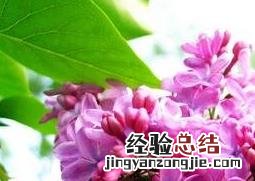 子丁花图片 火丁子图片