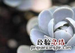 对子莲花怎么养殖 子持莲花养殖方法
