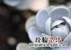 对子莲花怎么养殖 子持莲花养殖方法