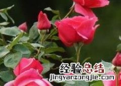 月季花作用和功效 月季花的功效与作用及食用方法