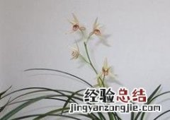 建兰如何养殖 建兰怎么养殖