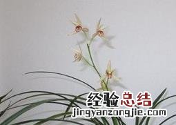 建兰如何养殖 建兰怎么养殖