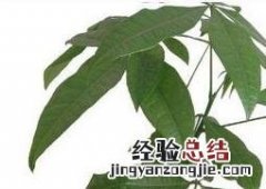 招财树的养殖方法和注意事项 招财树的养殖方法和注意事项浇水