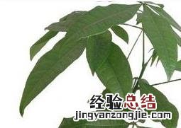 招财树的养殖方法和注意事项 招财树的养殖方法和注意事项浇水