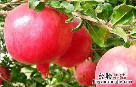 石榴汁怎么洗才能洗干净 石榴汁用什么洗才能洗掉