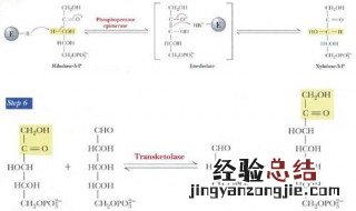 不同细胞无氧呼吸产物不同 为什么不同生物无氧呼吸产物不同